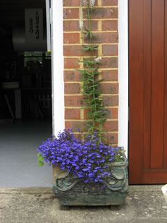 Veronica and Lobelia in garage planter